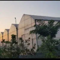 گلخانه اماده کشت و مجهز به امکانات ویژه در شوشتر|فروش دفتر صنعتی، کشاورزی، تجاری|اهواز, کوروش|دیوار