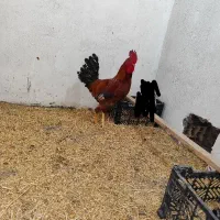 خروس عربی|حیوانات مزرعه|امیدیه, |دیوار