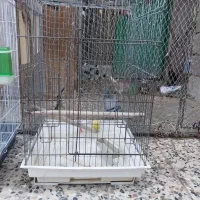 قفس عروس هلندی و کاسکو و ....