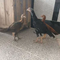 جوجه لاری