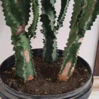 کاکتوس|گل و گیاه طبیعی|کرج, خرمدشت|دیوار