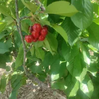 فروش زمین کشاورزی در روستای شاره 44دقیقه آب چشمه|فروش زمین و ملک کلنگی|سبزوار, کراب|دیوار