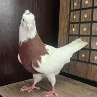 فروش کبوترطوقی