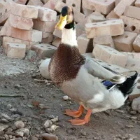 تعدادی حیوون خوشگل،اُردک۲مدل خروس۲مدل