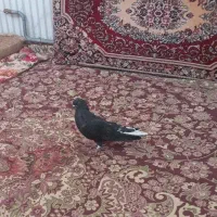 کفتر