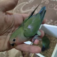 جوجه کوتوله|پرنده|مشهد, شهید مطهری|دیوار