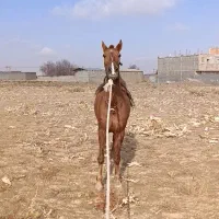 اسب|اسب و تجهیزات اسب‌سواری|خمین, |دیوار