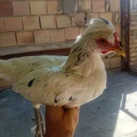 مرغ محلی تخم گذار