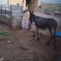 خر ماده گله ارم
