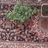 کناره نو|فرش|تربتحیدریه, حیدرآباد|دیوار