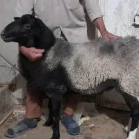 بره نر و ماده دورگ رومانوف