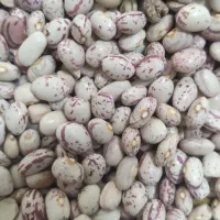 لوبیا