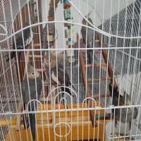 عروس هلندی|پرنده|رودسر, |دیوار