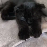 گربه|گربه|اهواز, نادری|دیوار