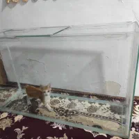 آکواریوم. بزرگ. شیشه خالی ..