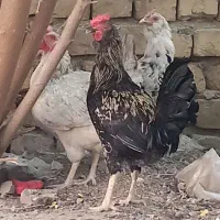 خروس گلین  لری|حیوانات مزرعه|اصفهان, کارلادان|دیوار