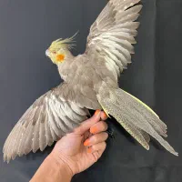 عروس هلندی دکوری زیبا