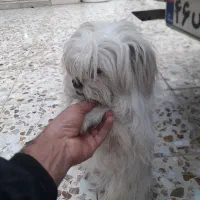 فروش ۴عددتوله پشمی ریز|سگ|داراب, |دیوار