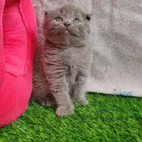 گربه|گربه|قم, صفاشهر|دیوار