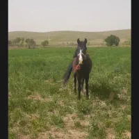 اسب|اسب و تجهیزات اسب‌سواری|کمره, |دیوار