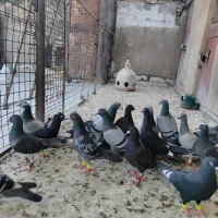 کبوتررنگ روشن پرشی زرنگ بیرونی