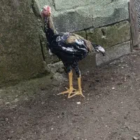 خروس لاری اصل|حیوانات مزرعه|چوبر, |دیوار