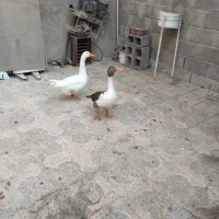 غاز