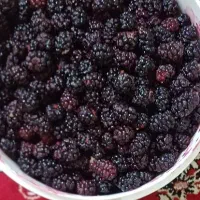 نربا شاتوت شربت شاتوت