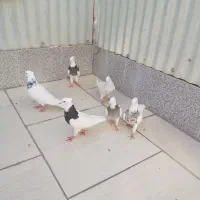 کفتر طوقی یک جفت سرور و ۴تا طوقی جوان|پرنده|اردکان, |دیوار