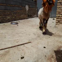 شیشک قوچ ذات دار