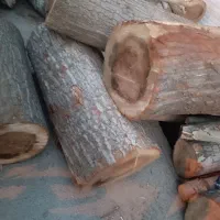 خرید فروش چوب خشک و تر به مدیریت بابایی|خدمات باغبانی و درختکاری|ارومیه, |دیوار