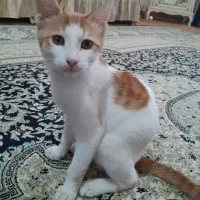 گربه بامزه