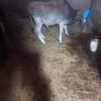 گاو‌‌محلی|حیوانات مزرعه|سیاهکل, |دیوار