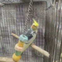 عروس هلندی مولد