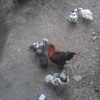 مرغ خروس لهستانی پاپر|پرنده|رودبار, |دیوار