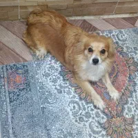 سگ اشپیتز پامر