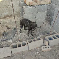 سگ نگهبان|سگ|فنوج, |دیوار