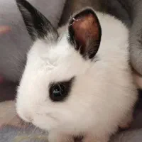 خرگوش های ناز