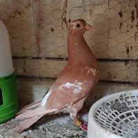 کبوتر پلاکی اصل میولمز ماده بشرط