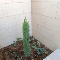 انواع خدمات باغبانی و فضای سبز|خدمات باغبانی و درختکاری|رامجین, |دیوار