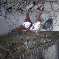 کبوتر ندماده