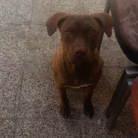 سگ پیتبول|سگ|اسلام‌شهر, شهرک توحید|دیوار