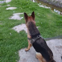 واگذاری ژرمن شپرد ورک