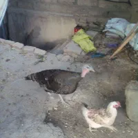 بوقلمون ماده