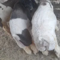 بره چاق