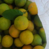 نارنج تازه شمال