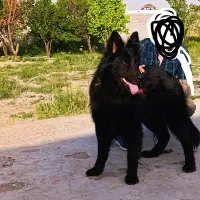 واگذاری دو عدد ژرمن ۳عدد توله رنگ بلک