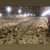 سرمایه گذاری در تولید مرغ|فروش دفتر صنعتی، کشاورزی، تجاری|نوده خاندوز, |دیوار