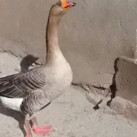 غاز محلی نر