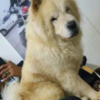 جنسیت نر|سگ|هندیجان, |دیوار